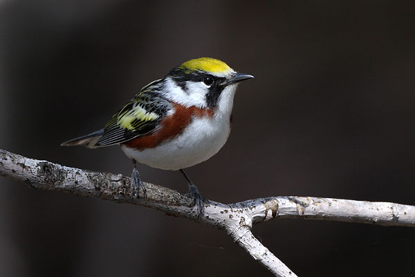 Chestnut-sided Warbler © Russ Chantler